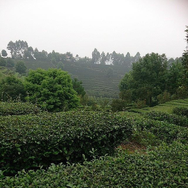 Tea Photograph - Looks Like Rows Of Vines But Actually by Qin Xie