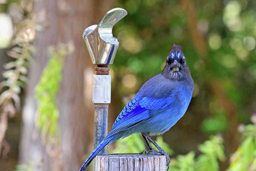Blue Jay Photograph - Looks Like the Well Is Dry by Donna Kennedy