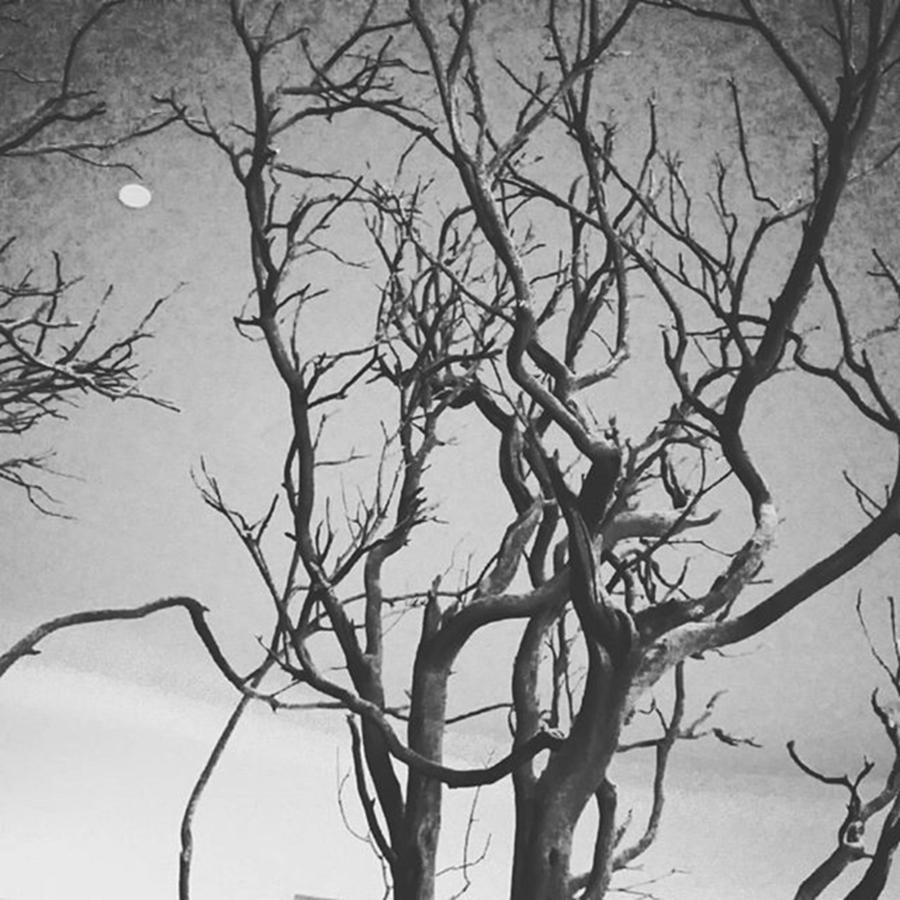 Blackandwhite Photograph - #lookslikereallife #art #faketree #moon by Angela Curtis