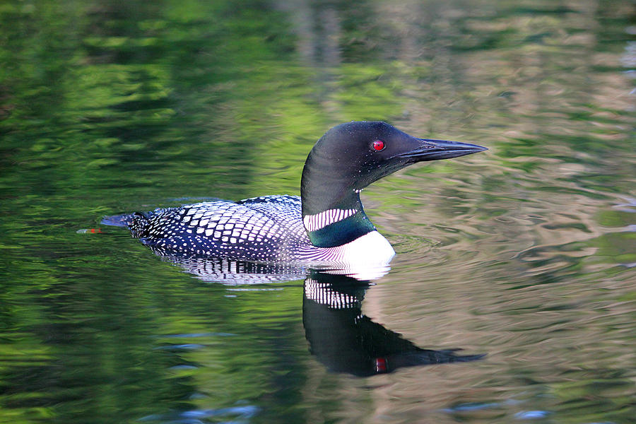 Loon 1 Photograph by Brook Burling