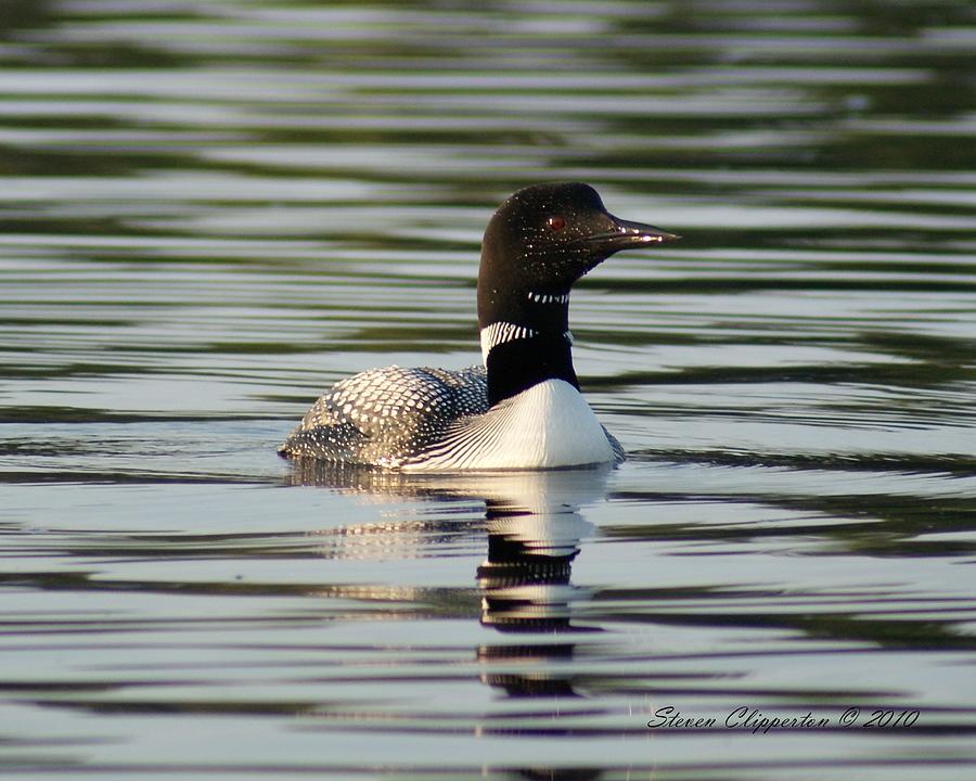 Loon 1 Photograph by Steven Clipperton