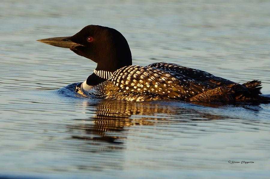 Loon 12 Photograph by Steven Clipperton