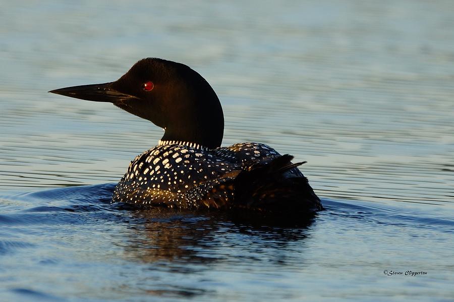 Loon 13 Photograph by Steven Clipperton