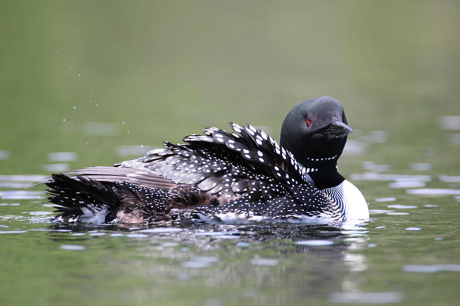 Loon 2 Photograph by Brook Burling