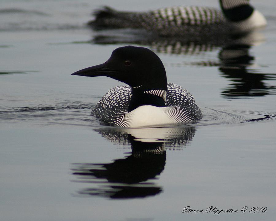 Loon 2 Photograph by Steven Clipperton