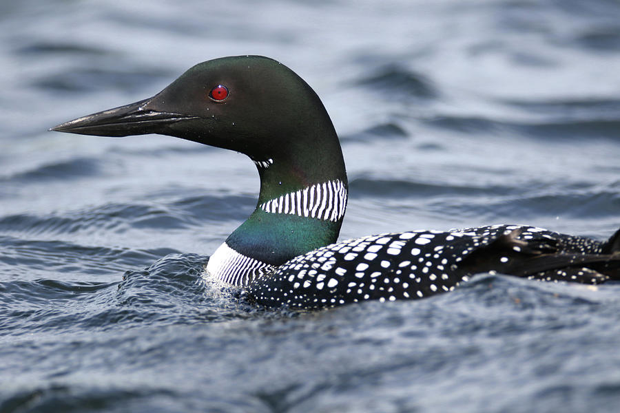 Loon 21 Photograph by Brook Burling