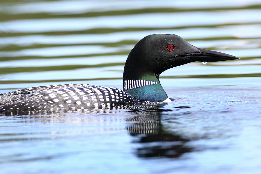 Loon 25 Photograph by Brook Burling