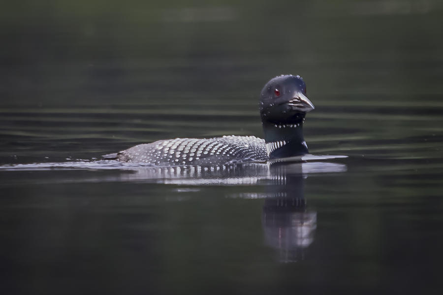 Loon 3 Photograph by Vance Bell