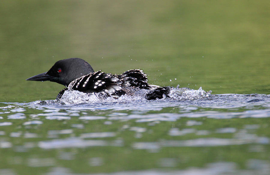 Loon 4 Photograph by Brook Burling