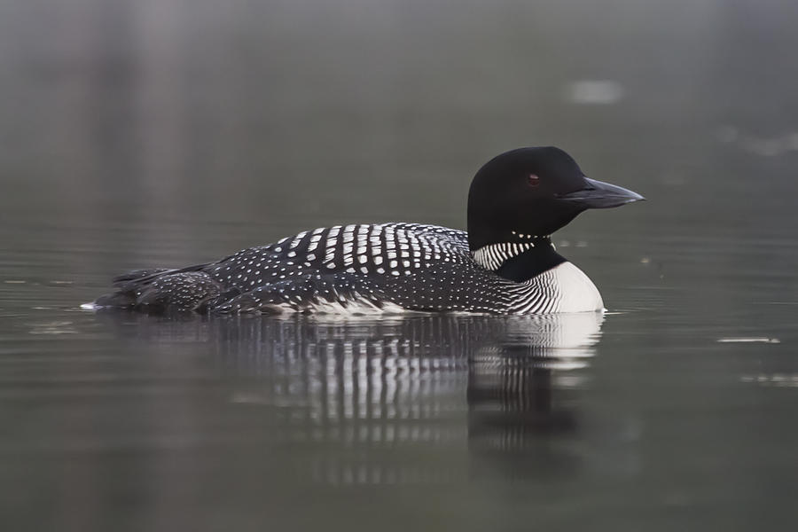Loon 4 Photograph by Vance Bell