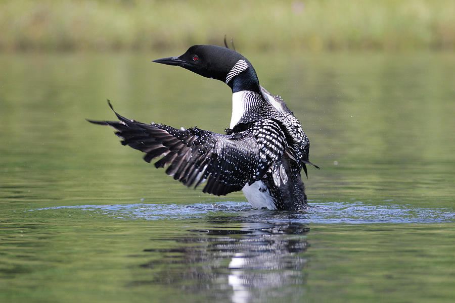 Loon 5 Photograph by Brook Burling