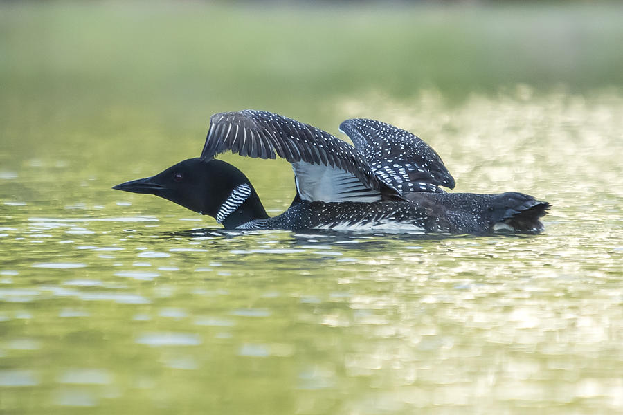 Loon 5 Photograph by Vance Bell