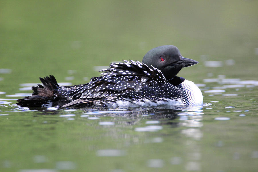 Loon 6 Photograph by Brook Burling Loon 6 Photograph by Brook Burling