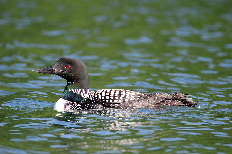 Loon 7 Photograph by Brook Burling