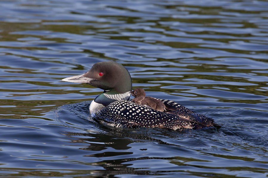 Loon 7238 Photograph by Jeff Grabert - Fine Art America