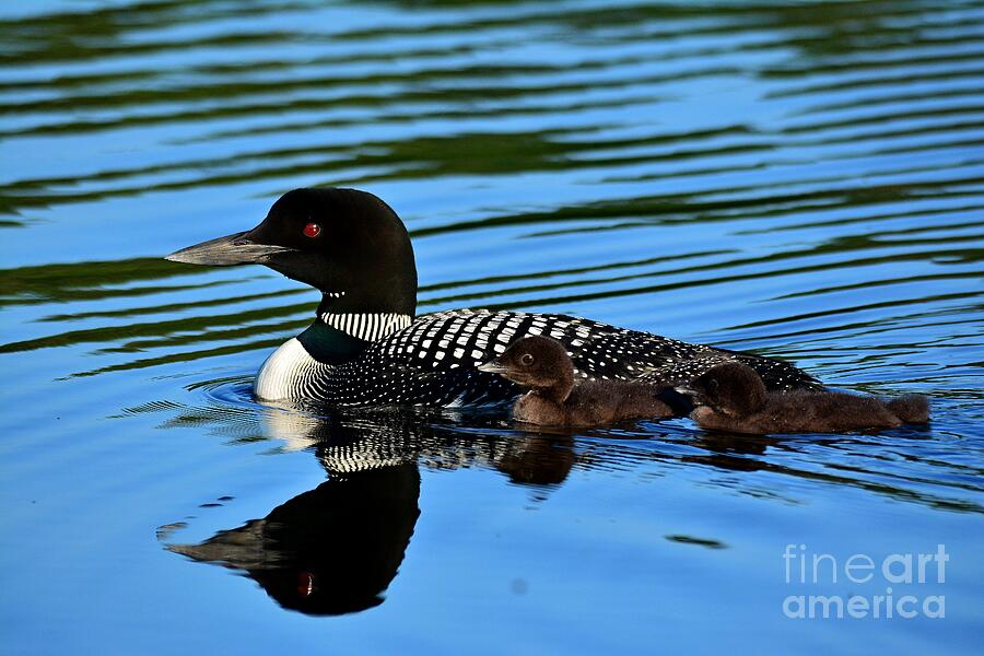 Loon and Babies Photograph by Steve Brown