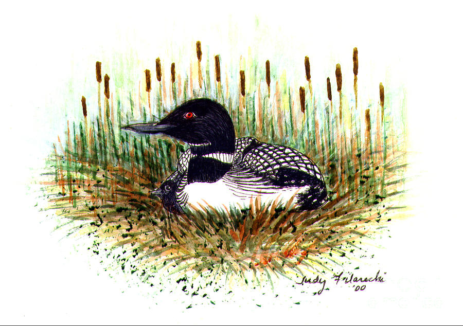 Loon and Baby Judy Filarecki Watercolor Painting by Judy Filarecki