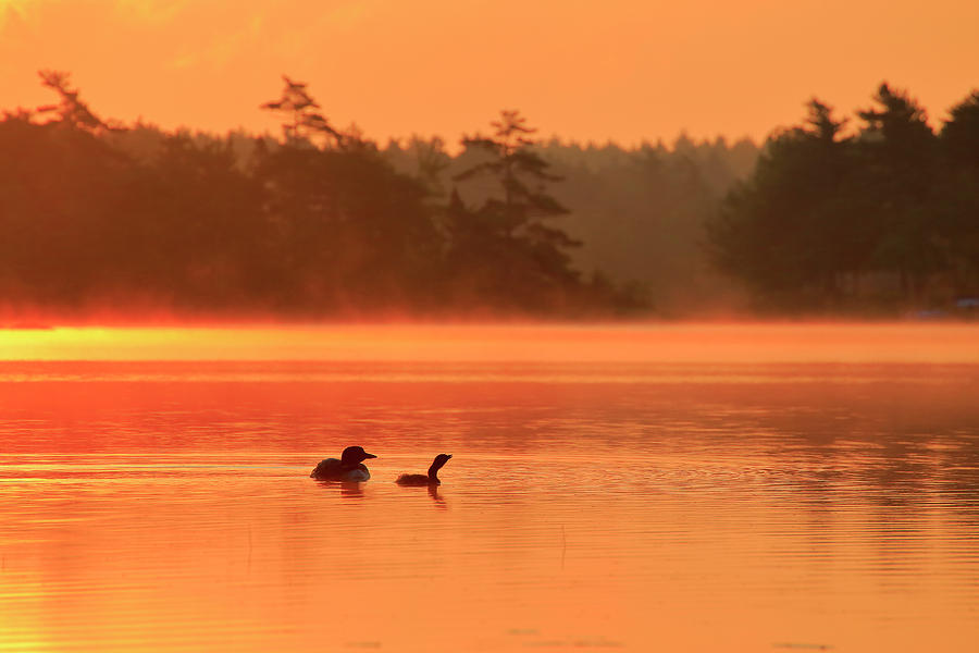 Loon and Chick at Sunrise Photograph by Gary Corbett