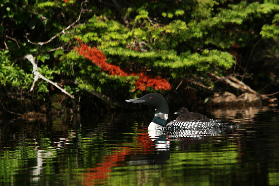 Loon and Chick Photograph by Benjamin Dahl