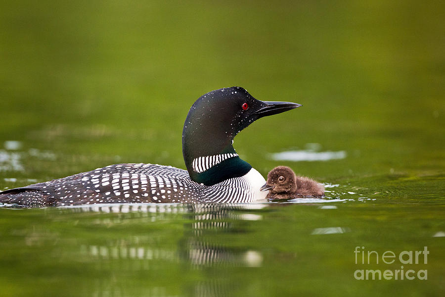 Loon Photograph - Loon and Chick by Brandon Broderick