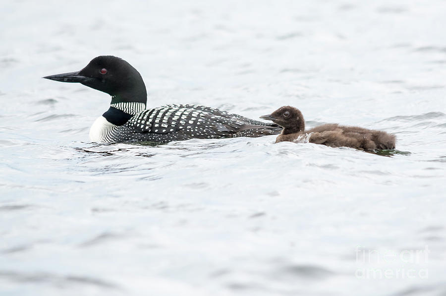 Loon and Chick Photograph by Cheryl Baxter