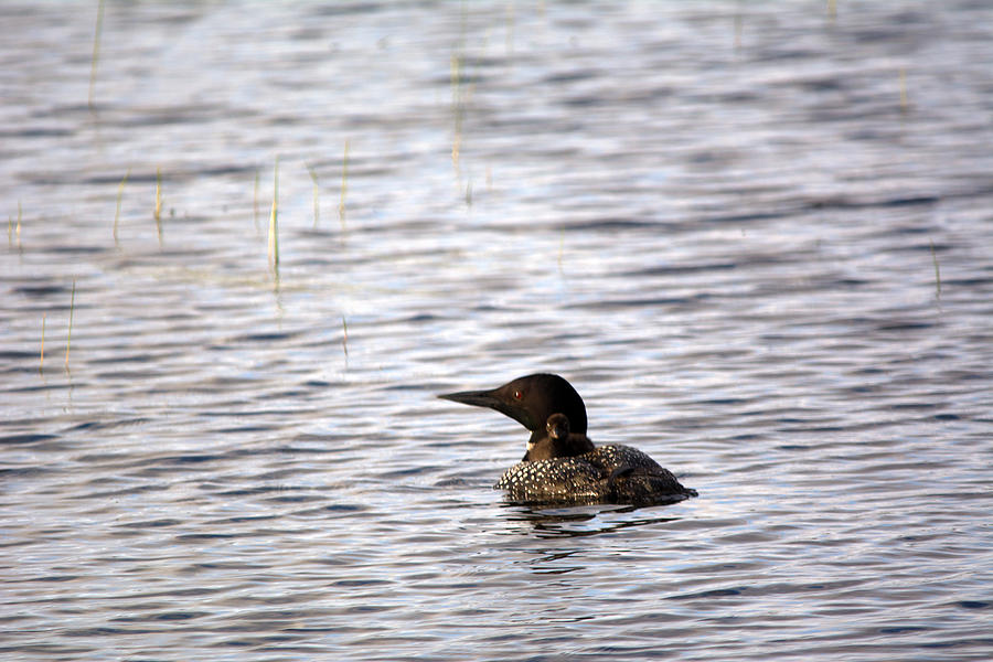 Loon And Chick Photograph