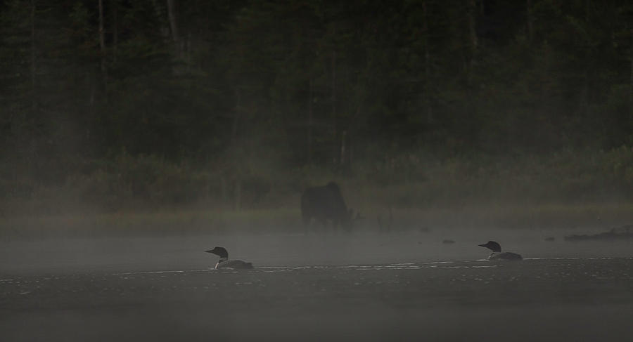 Loon and Moose in the mist Photograph by Benjamin Dahl