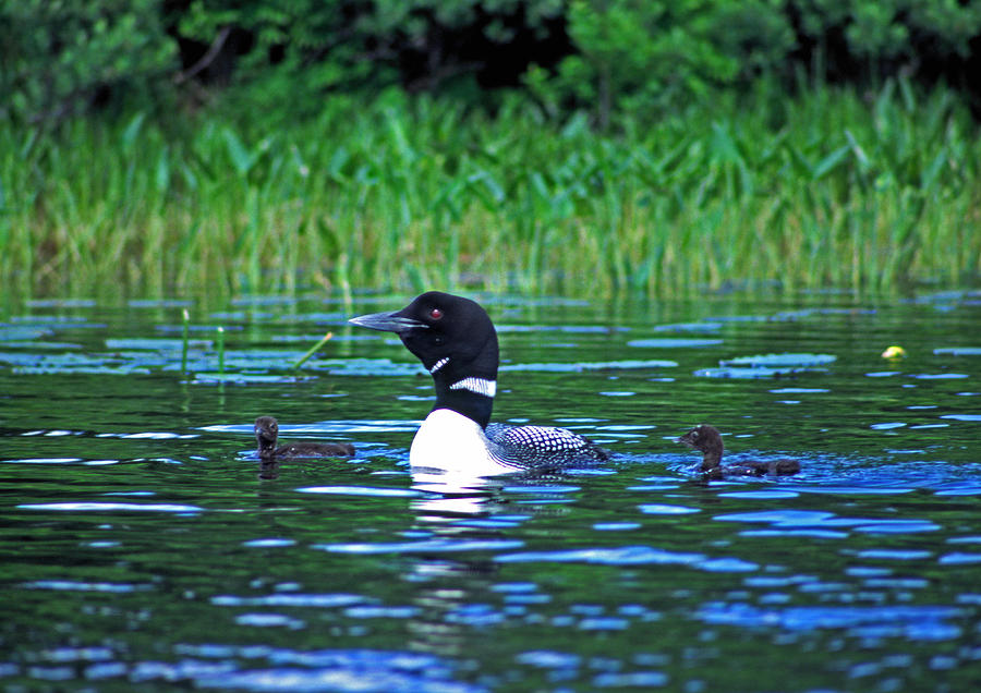 Loon and two chicks Photograph by Gary Corbett