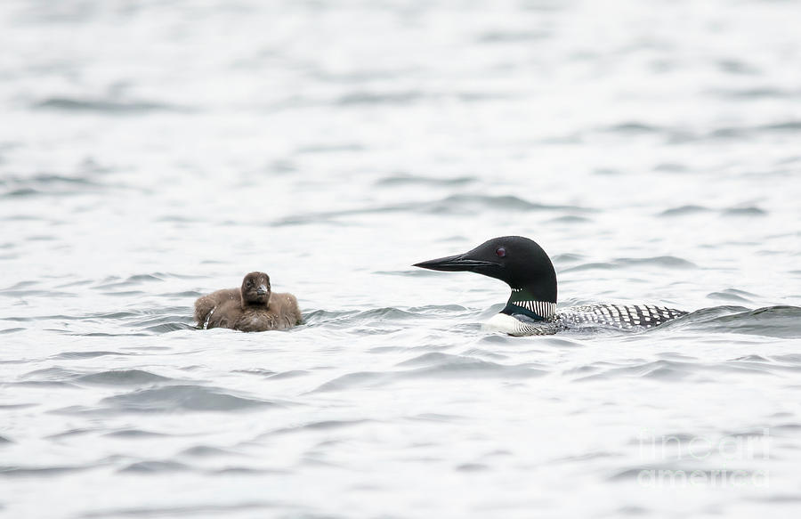 Loon Chick and Parent Photograph by Cheryl Baxter