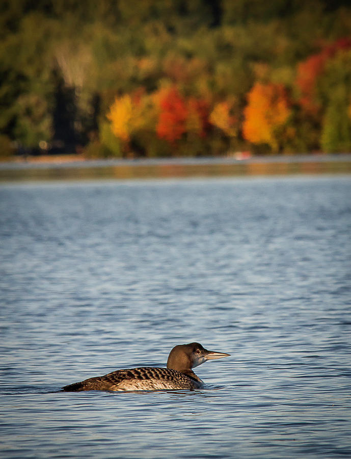 Loon Chick Photograph by Benjamin Dahl