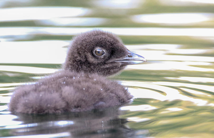 Loon Chick Photograph by Brook Burling