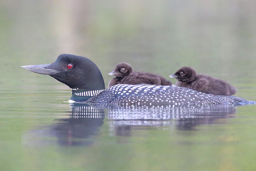 Loon Chicks 3 Photograph by Brook Burling