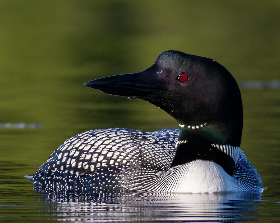 Loon Close Up Photograph by Scene by Dewey
