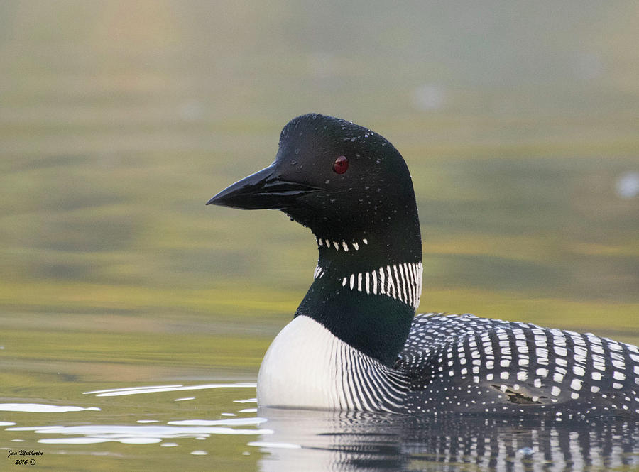 Loon Close Up Photograph by Jan Mulherin