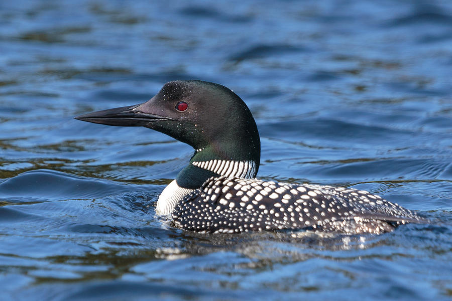 Loon Close UP Photograph by Paul Schultz