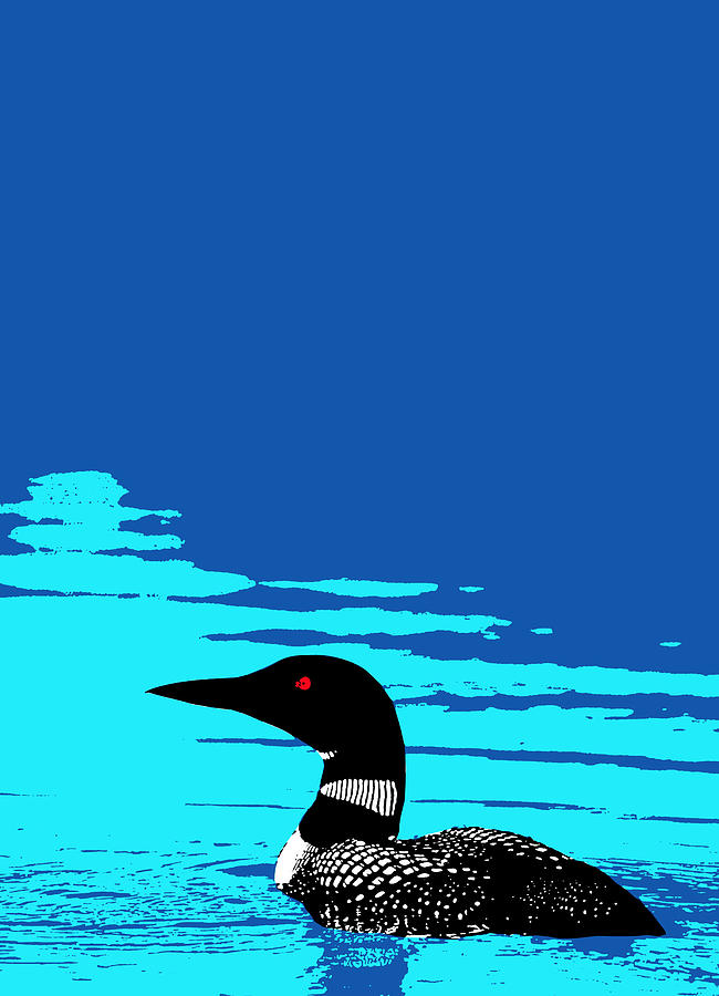 Loon - Common Loon - Gavia immer Photograph by Spencer Bush