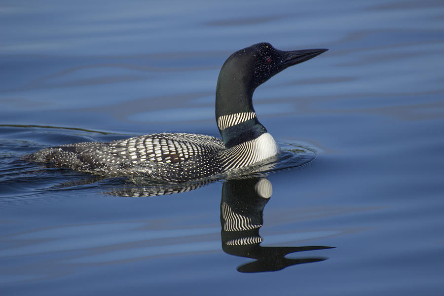 Wildlife Photograph - Loon Double - Common Loon - Gavia immer by Spencer Bush