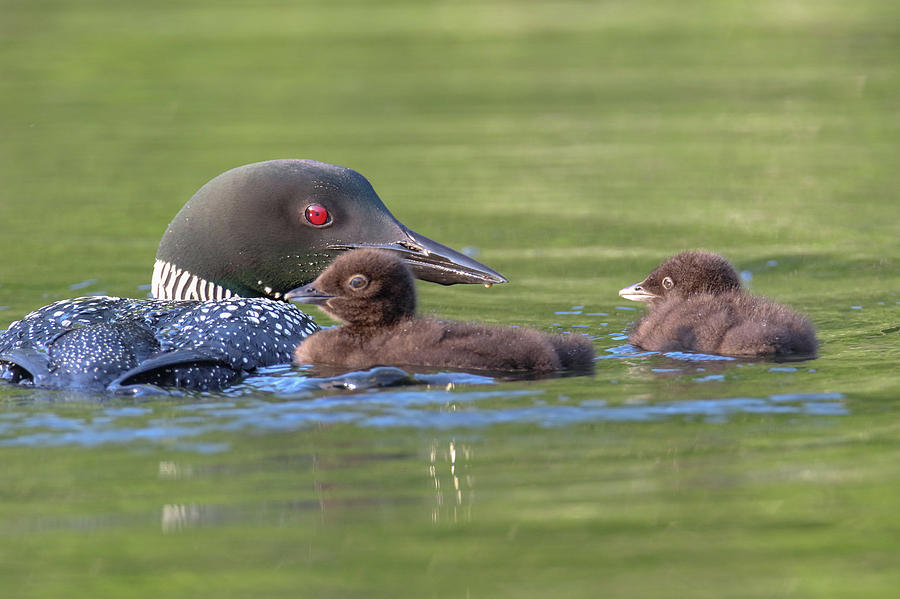 Loon Family 3 Photograph by Brook Burling