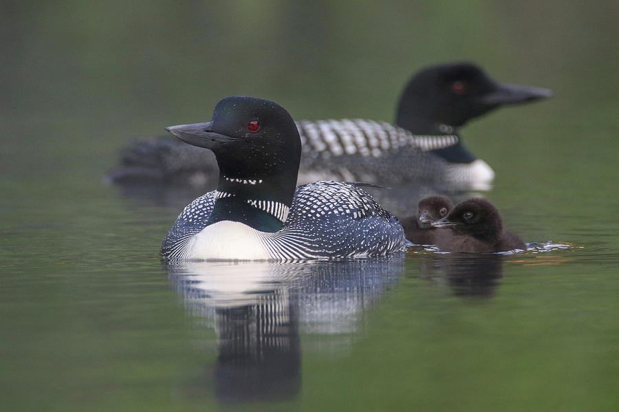 Loon Family Photograph by Brook Burling