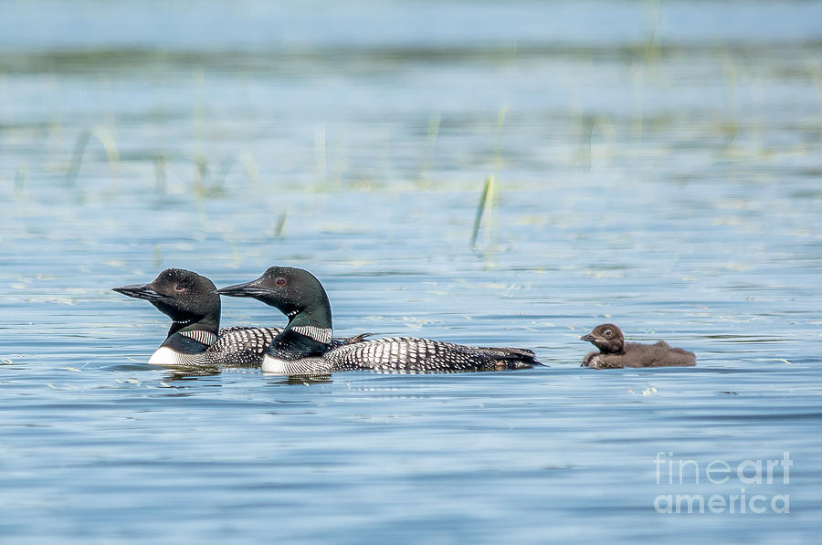 Loon Family Photograph by Cheryl Baxter