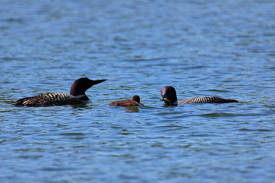 Loon Family Feeding Time Photograph by Nancy Dunivin