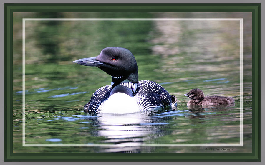 Loon Family Framed In Green Photograph by Sandra Huston