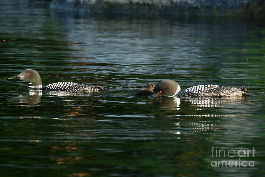 Loon Family  Photograph by Heather King