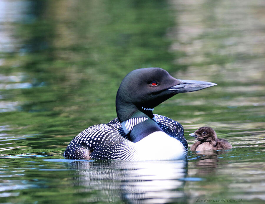 Loon Family Portrait, Square Photograph by Sandra Huston