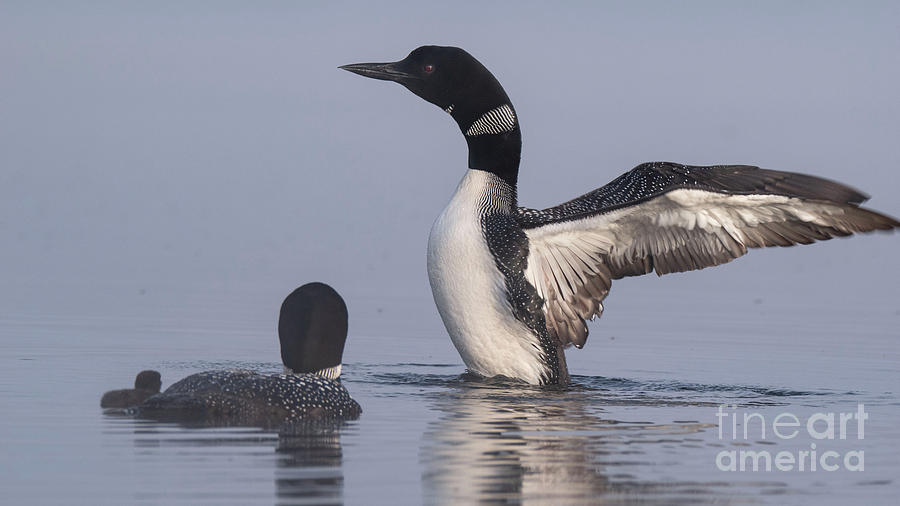 Loon Family Time Photograph