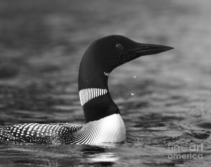 Loon Fishing in Black and White Photograph by Sandra Huston