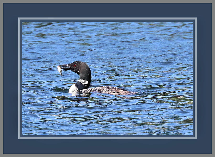 Loon Fishing Triple Matted In Blue And Grey Photograph by Sandra Huston