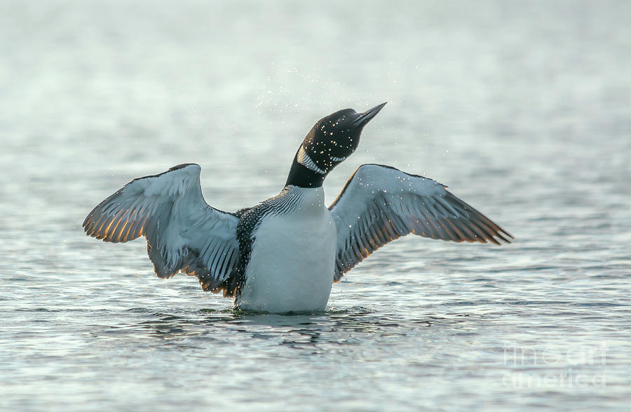 Loon Flapping Wings Photograph by Cheryl Baxter