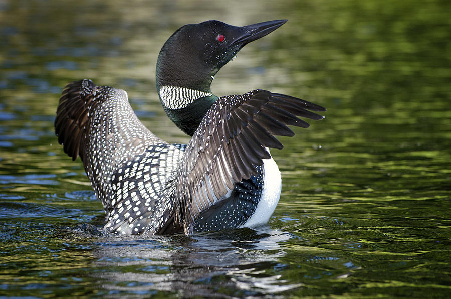 Loon Glory Photograph by Donna Doherty