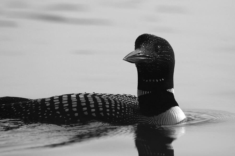 Loon in Calm Waters in Black and White Photograph by Sandra Huston